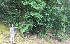 Phục hồi và quản lý bền vững rừng khu Di tích Côn Sơn và rừng dẻ tự nhiên